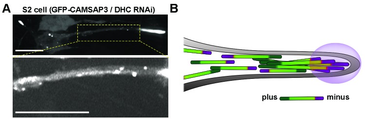 Figure 2—figure supplement 2.