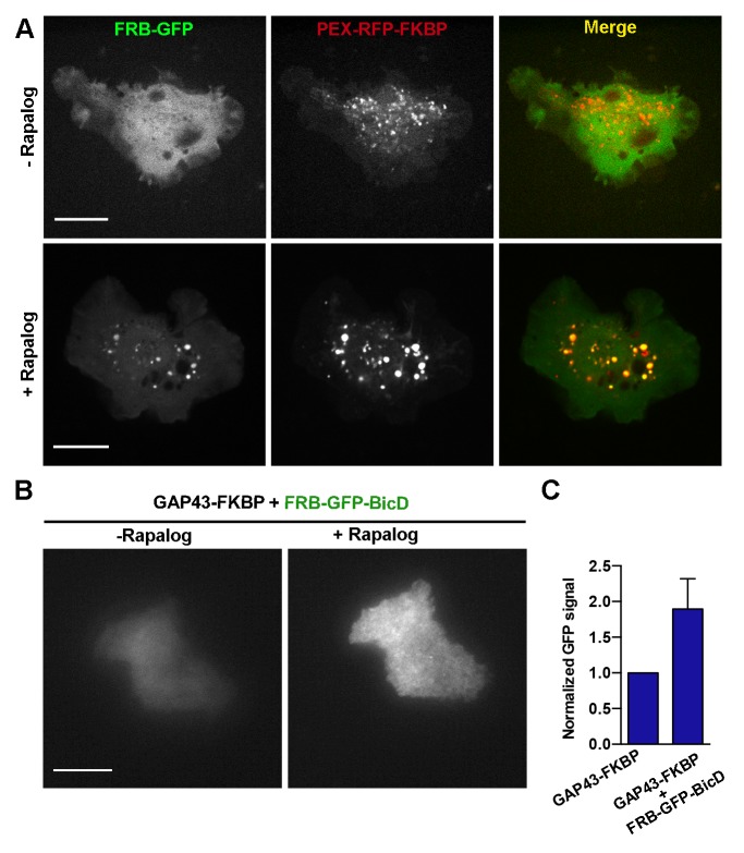 Figure 3—figure supplement 1.