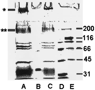 FIG. 5