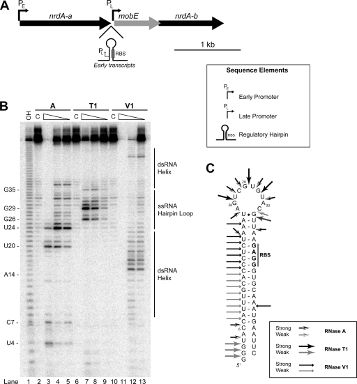 FIG. 1.