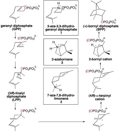 Fig 1.