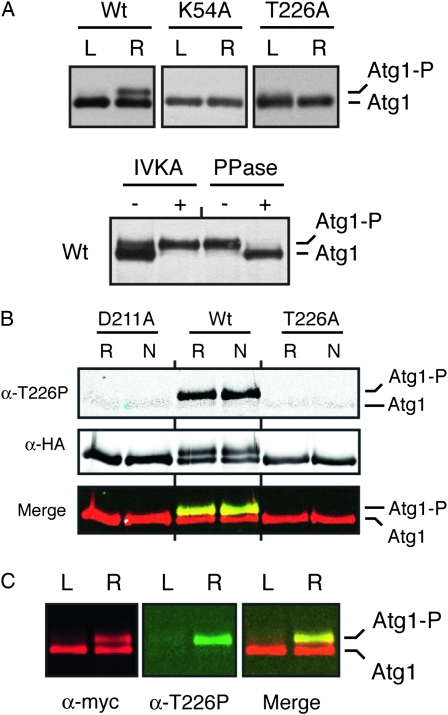 Figure 3.—