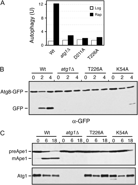 Figure 4.—