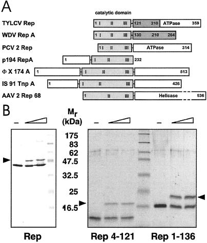 Fig 1.