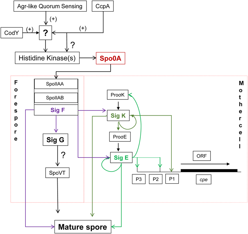 Figure 4: