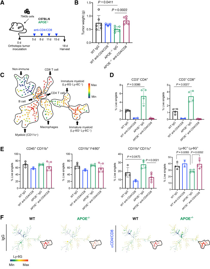 Figure 5. Antitumor phenotype in ApoE–/− mice is rescued upon T-cell depletion. A, Experimental design schematic for T-cell depletion in WT and ApoE–/− mice. B, Final tumor weight (g) from WT (n = 6), WT anti-CD4/CD8 (n = 3), ApoE–/− (n = 6), and ApoE–/− anti-CD4/CD8 (n = 6). Statistical significance was determined with a nonparametric Mann–Whitney test. C, Representative SPADE analysis of cellular infiltrate in WT tumor. Identified populations include nonimmune cells, CD8 T cells, CD4 T cells, B cells, immature myeloid cells, macrophages, and CD11c+ myeloid cells. The SPADE plot is colored to indicate CD45 expression. Red, high expression; blue, low expression. D, Manual gating quantitation of cell populations in WT (n = 4), WT anti-CD4/CD8 (n = 2), ApoE–/− (n = 4), and ApoE–/− anti-CD4/CD8 (n = 5) tumors. Populations include CD4 T cells (CD3+ CD4+) and CD8 T cells (CD3+ CD8+) E, total myeloid cells (CD45+ CD11b+), macrophages (CD11b+ F4/80+), CD11c+ myeloid cells (CD11b+ CD11c+), and immature myeloid cells (Ly-6C+ Ly-6G+). Statistical significance was determined by two-tailed t tests between groups. F, Representative SPADE analysis colored by Ly-6G expression in WT, WT anti-CD4/CD8, ApoE−/−, and ApoE–/− anti-CD4/CD8 tumors. Red, high expression; blue, low expression.