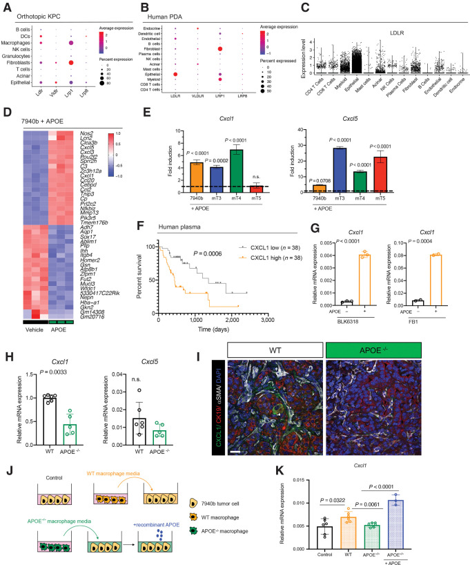 Figure 6. APOE regulates Cxcl1 expression in tumor cells and fibroblasts. A, Dot plot of Ldlr, Vldlr, Lrp1, and Lrp8 in orthotopic KPC samples. Color represents average expression, while size of the dot represents expression frequency. B, Dot plot of LDLR, VLDLR, LRP1, and LRP8 in human PDAC. Color represents average expression, while size of the dot represents expression frequency. C, Violin plot of normalized LDLR expression in human PDAC. D, Heat map of differentially expressed genes in in vitro 7940b KPC cells treated with vehicle (n = 3) compared with 7940b KPC cells treated with 0.3 μg/mL murine recombinant APOE (n = 3) for 48 hours. Red, high expression; blue, low expression. E, qRT-PCR analysis of Cxcl1 and Cxcl5 mRNA levels relative to Cyclophilin A in four KPC cell lines (7940b, mT3, mT4, mT5). Dotted line represents fold induction compared with vehicle-treated cells normalized to 1. Statistical significance was determined using one-way ANOVA with Tukey test for multiple correction. F, Survival analysis of PDAC patients stratified by plasma CXCL1 levels. CXCL1 low, n = 38; CXCL1 high, n = 38. Statistical significance was determined using log-rank (Mantel–Cox) test. G, qRT-PCR analysis for Cxcl1 mRNA levels relative to Cyclophilin A in WT fibroblasts (BLK6318) and CAFs (FB1) treated with vehicle (n = 2–3) or 0.3 μg/mL recombinant ApoE (n = 2–3) for 48 hours. Statistical significance was determined by two-tailed t tests. H, qRT-PCR analysis of Cxcl1 and Cxcl5 mRNA levels relative to Cyclophilin A in WT (n = 6) and ApoE–/− (n = 5) tumors. Statistical significance was determined using two-tailed t test. n.s., not significant. I, Coimmunofluorescence staining of CXCL1 (green), CK19 (red), αSMA (white), and DAPI (blue) in WT and ApoE–/− orthotopic KPC tumors. J, Experimental design schematic. K, qRT-PCR analysis of Cxcl1 mRNA levels relative to Cyclophilin A in 7940b tumor cells alone control (n = 6), 7940b cells cultured with WT macrophage CM (n = 6), 7940b cells cultured with ApoE–/− macrophage CM (n = 6), and 7940b cells cultured with ApoE–/− macrophage CM with 0.3 μg/mL recombinant ApoE (n = 3). Statistical significance was determined by two-tailed t tests between groups.