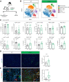 Figure 4. ApoE−/− mice have fewer monocytic-MDSCs and increased CD8+ T-cell infiltration. A, Experimental scheme for orthotopic transplantation of 7940b, KPC tumor cells. B, tSNE visualization of the 6 cell populations identified using CyTOF in WT and ApoE–/− tumors. Populations identified include macrophages (blue), immature myeloid cells (orange), CD8 T cells (green), CD4 T cells (red), B cells (purple), and nonimmune (brown). C, Manual gating quantitation of cell populations in WT (n = 5–6) and ApoE–/− (n = 7) tumors. Populations include total immune (CD45+), B cells (CD45+ CD19+), total myeloid (CD45+ CD11b+), macrophages (CD11b+ F4/80+), TAMs (F4/80+ CD206+; F4/80+ PD-L1+), granulocytic-MDSCs (Ly-6C+ Ly6G+), monocytic-MDSCs (Ly-6C+ Ly-6G−), total T cells (CD45+ CD3+), CD4 T cells (CD3+ CD4+), Tregs (CD4+ CD25+), and CD8 T cells (CD3+ CD8+). D, Representative immunofluorescence staining of CD8 (green) and DAPI (blue) in WT and ApoE−/− tumors. Scale bars, 100 μm. Right, quantitation of percent CD8-positive area in a 20× field in WT (n = 4) and ApoE–/− mice (n = 5). Statistical significance was determined by two-tailed t test. E, Representative coimmunofluorescence staining of CD8 (green), GZMB (red), and DAPI (blue) in WT and ApoE–/− tumors. Scale bars, 50 μm. Right, quantitation of the number of Gzmb+ CD8+ double-positive cells in at least three, 40× fields in WT (n = 4) and ApoE–/− mice (n = 4). Statistical significance was determined by two-tailed t test.