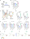 Figure 5. Antitumor phenotype in ApoE–/− mice is rescued upon T-cell depletion. A, Experimental design schematic for T-cell depletion in WT and ApoE–/− mice. B, Final tumor weight (g) from WT (n = 6), WT anti-CD4/CD8 (n = 3), ApoE–/− (n = 6), and ApoE–/− anti-CD4/CD8 (n = 6). Statistical significance was determined with a nonparametric Mann–Whitney test. C, Representative SPADE analysis of cellular infiltrate in WT tumor. Identified populations include nonimmune cells, CD8 T cells, CD4 T cells, B cells, immature myeloid cells, macrophages, and CD11c+ myeloid cells. The SPADE plot is colored to indicate CD45 expression. Red, high expression; blue, low expression. D, Manual gating quantitation of cell populations in WT (n = 4), WT anti-CD4/CD8 (n = 2), ApoE–/− (n = 4), and ApoE–/− anti-CD4/CD8 (n = 5) tumors. Populations include CD4 T cells (CD3+ CD4+) and CD8 T cells (CD3+ CD8+) E, total myeloid cells (CD45+ CD11b+), macrophages (CD11b+ F4/80+), CD11c+ myeloid cells (CD11b+ CD11c+), and immature myeloid cells (Ly-6C+ Ly-6G+). Statistical significance was determined by two-tailed t tests between groups. F, Representative SPADE analysis colored by Ly-6G expression in WT, WT anti-CD4/CD8, ApoE−/−, and ApoE–/− anti-CD4/CD8 tumors. Red, high expression; blue, low expression.