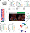 Figure 7. APOE regulates tumor cell Cxcl1 production via NF-κB signaling. A, Representative Western blot analysis of 7940b KPC tumor cells that were either untreated, treated with scrambled siRNA-negative control, or with LDLR siRNA for 24 hours. α-Tubulin was used as a loading control. Normalized protein expression is denoted under each lane. B, qRT-PCR analysis of Ldlr, Cxcl1, and Cxcl5 mRNA levels relative to Cyclophilin A in 7940b KPC cells that underwent LDLR knockdown for 48 hours and were treated with 0.3 μg/mL recombinant ApoE (n = 3) for 1 hour. Statistical significance was determined using one-way ANOVA with Tukey test for multiple correction. C, Heat map of NF-κB/cytokine signatures in 7940b KPC cells treated with 0.3 μg/mL recombinant ApoE (n = 3) compared with vehicle (n = 3) for 48 hours. Red, high expression; blue, low expression. D, Representative coimmunofluorescence staining of p65 (green), CK19 (red), and DAPI (blue) in 7940b tumor cells in vitro treated with vehicle or 0.3 μg/mL recombinant ApoE for 48 hours. Scale bars, 25 μm. Quantitation of percent nuclear p65 in a 40× field in 7940b cells (n = 4) and 7940b cells treated with 0.3 μg/mL recombinant ApoE (n = 4) for 48 hours. White box represents higher magnification. Statistical significance was determined using two-tailed t tests. E, qRT-PCR analysis of Cxcl1, and Cxcl5 mRNA levels relative to Cyclophilin A in 7940b cells (n = 3), 7940b cells treated with 0.3 μg/mL recombinant ApoE for 2 hours (n = 3), 7940b cells pretreated with 5 μmol/L BAY11-7082 for 1 hour and treated with 0.3 μg/mL recombinant ApoE for 2 hours (n = 3), and 7940b cells pretreated with 10 μmol/L BAY11-7082 for 1 hour and treated with 0.3 μg/mL recombinant ApoE for 2 hours (n = 3). Statistical significance was determined using one-way ANOVA with Tukey test for multiple comparisons. F, Working model. PDAC tumors with active ApoE secretion regulate CXCL1 production from tumor cells and fibroblasts, which in turn recruits immature myeloid cells, resulting in suppression of CD8+ T-cell infiltration.