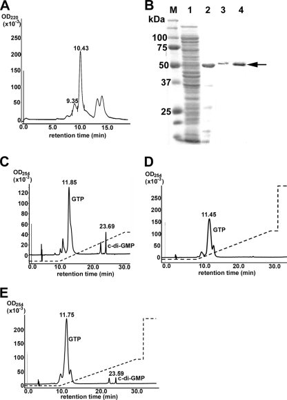 FIG. 1.