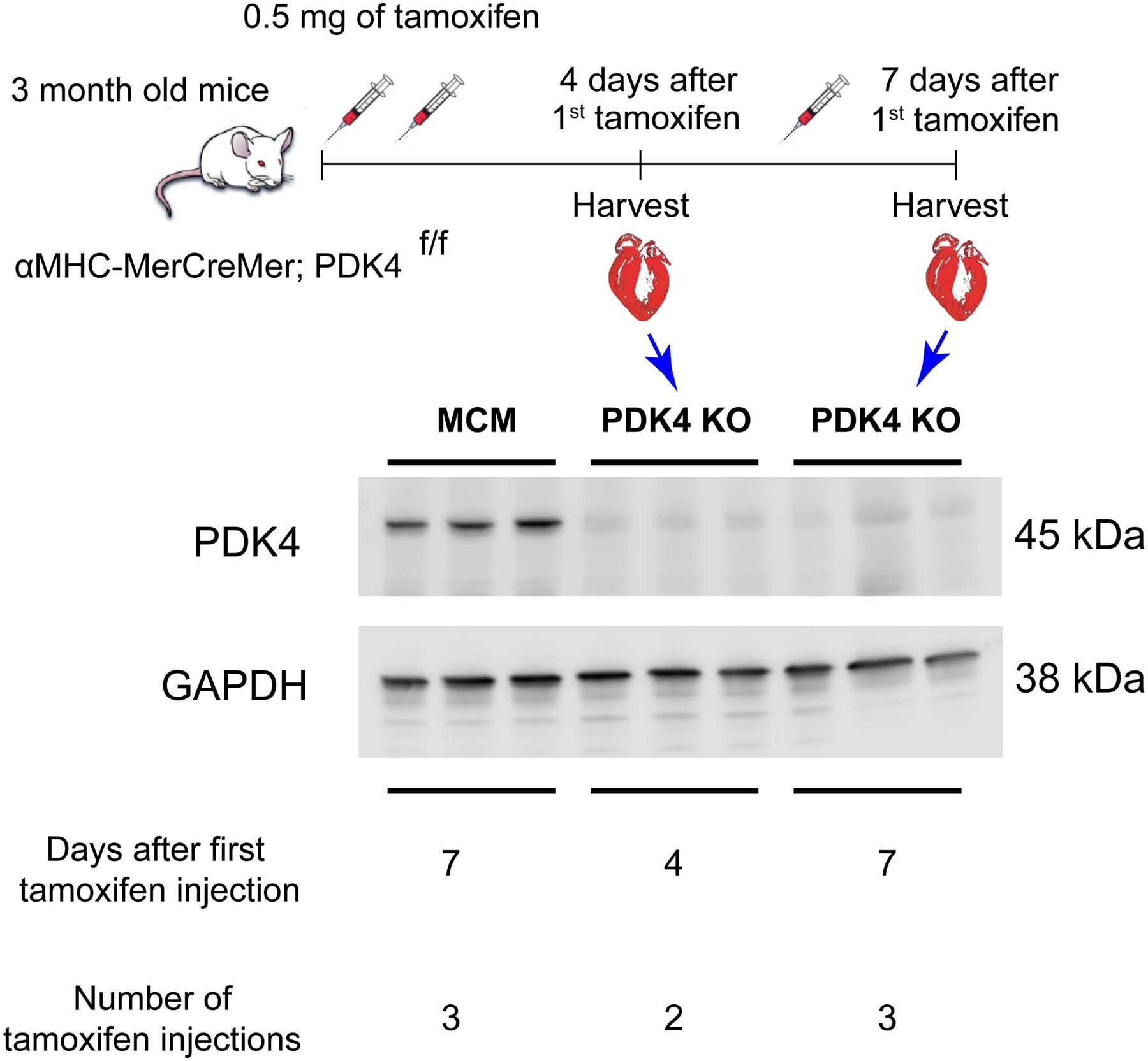 Extended Data Fig. 4