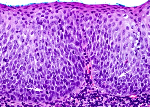 Fig. 7