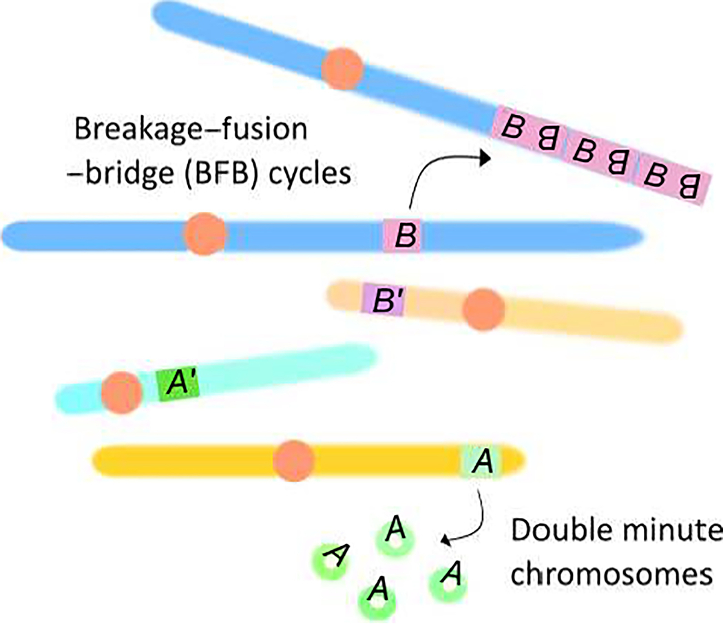 Figure 1 (Key Figure)