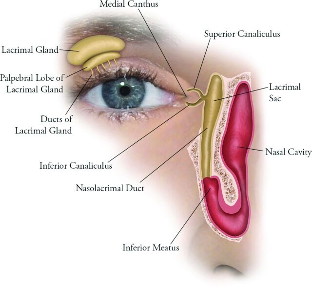 Fig 1.