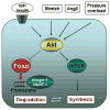 Fig. 11