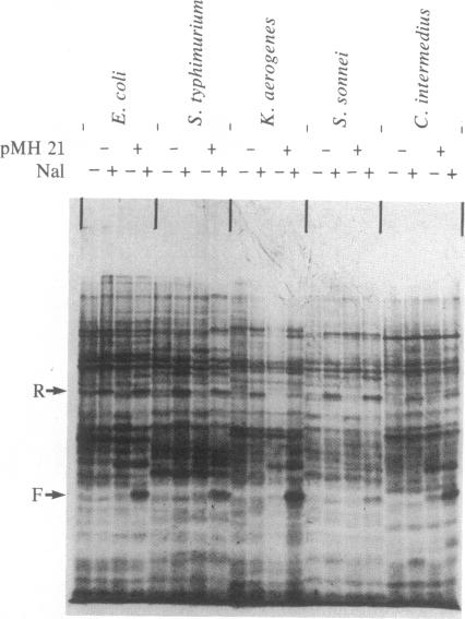 graphic file with name pnas00352-0233-a.jpg