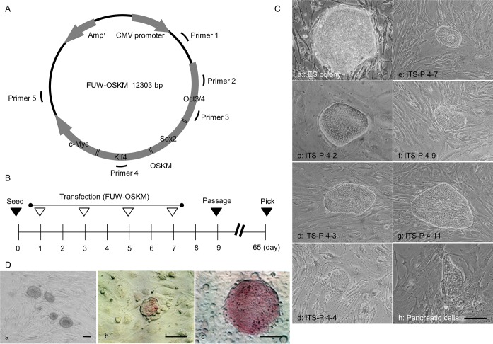 Fig 1