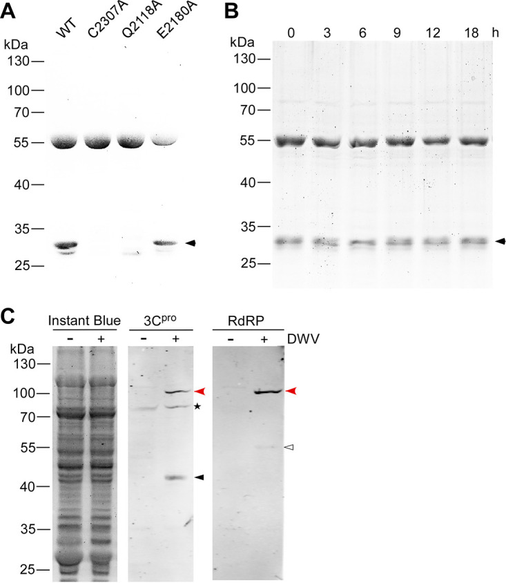 FIG 6