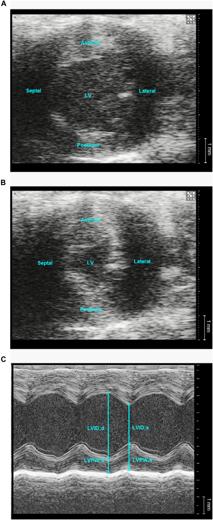 FIGURE 6