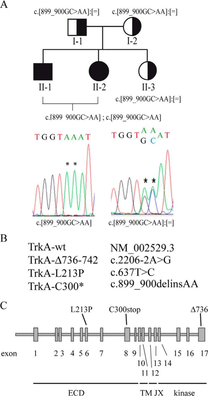 FIGURE 1.