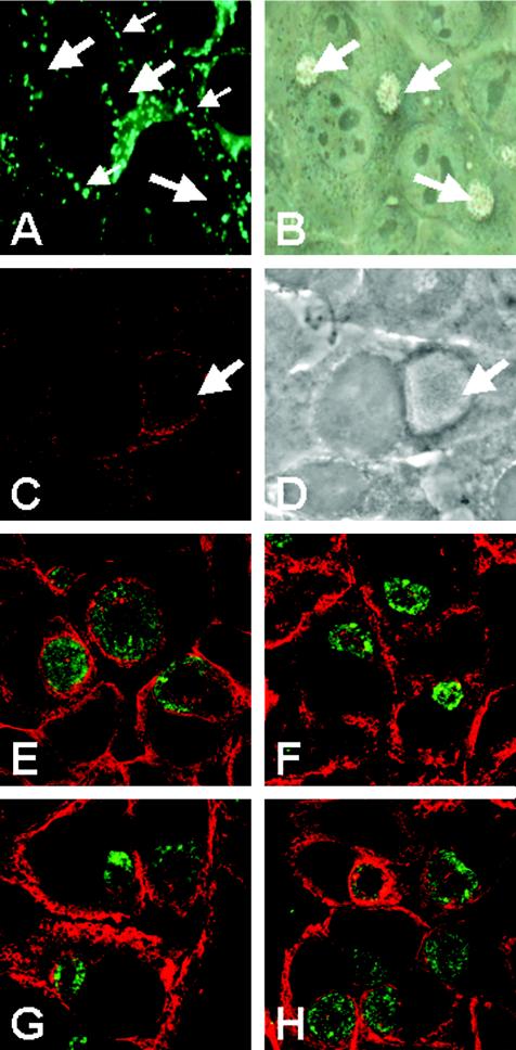 FIG. 7.