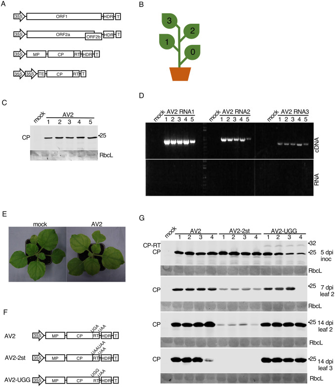 Fig 3