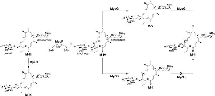 FIGURE 1.