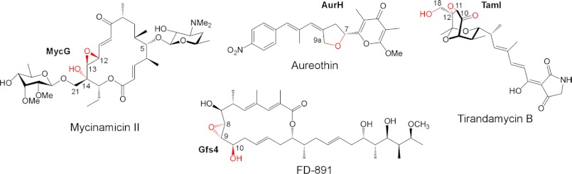 FIGURE 2.