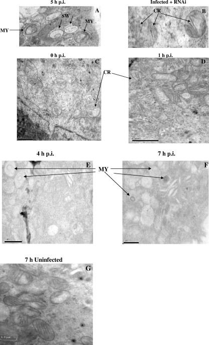 FIG. 5.