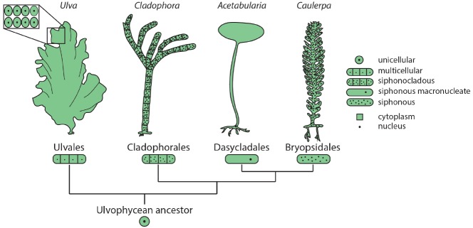 FIGURE 1