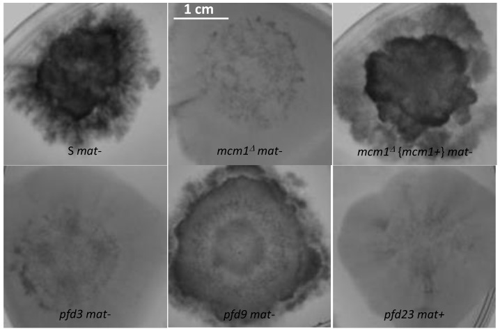 Figure 4