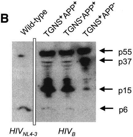 FIG. 5.