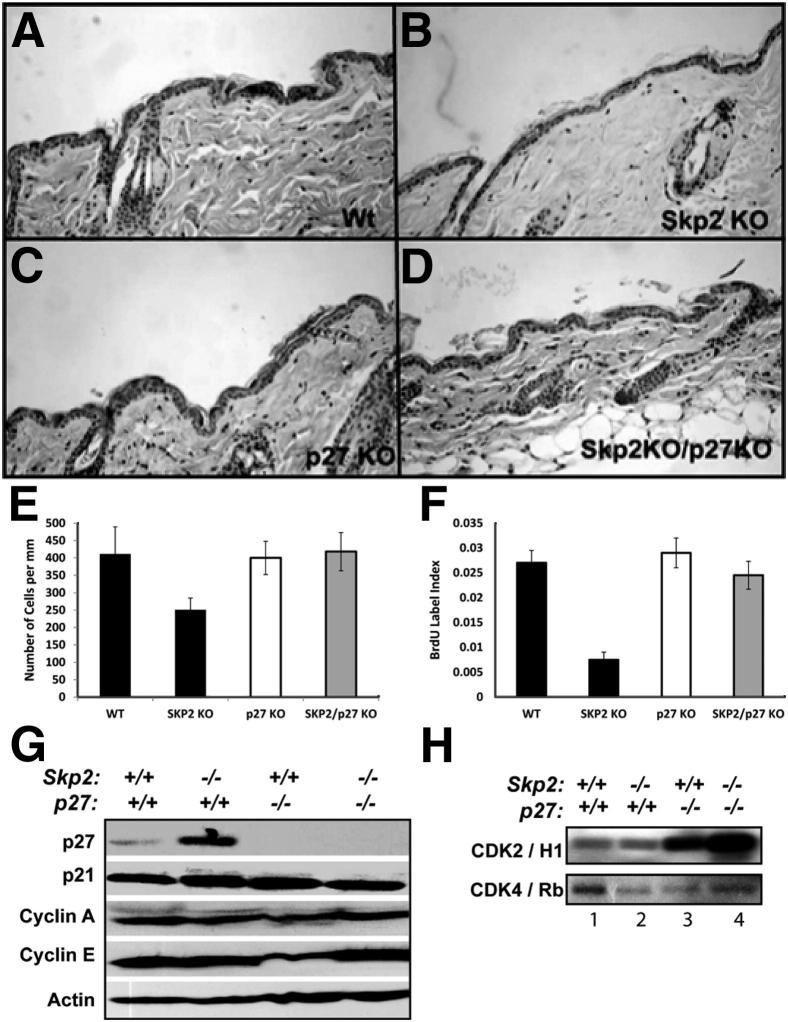 Figure 5