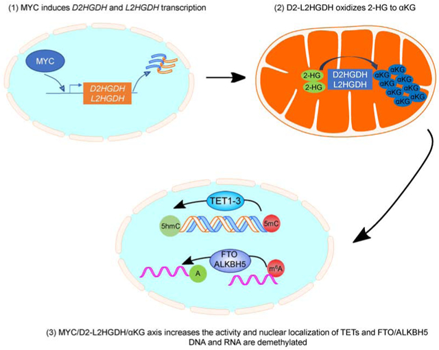 graphic file with name nihms-1568788-f0001.jpg