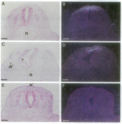 graphic file with name pnas01144-0203-a.jpg