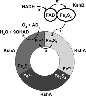 Fig. 3