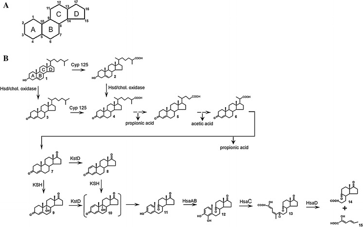 Fig. 1