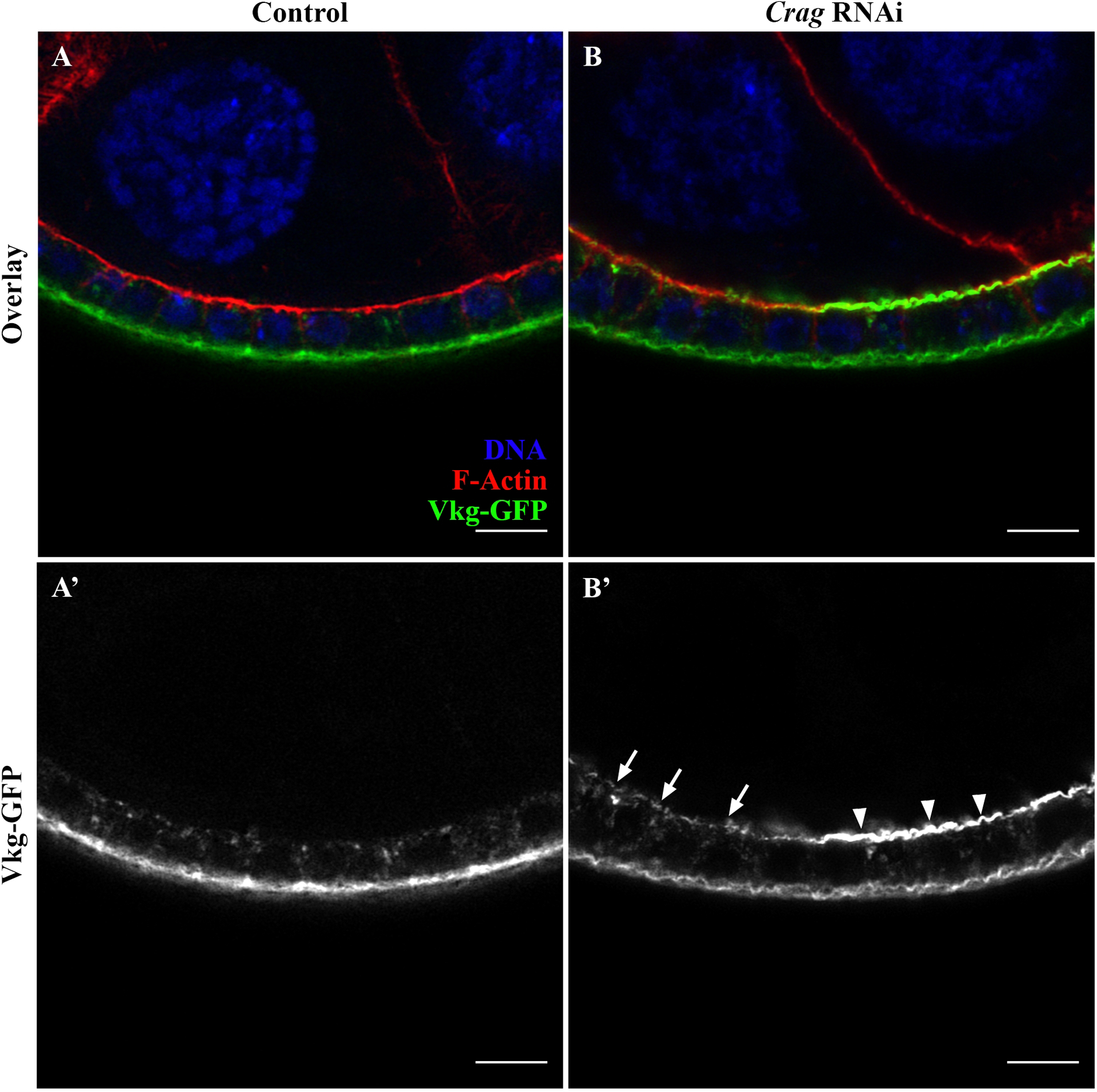 Figure 6: