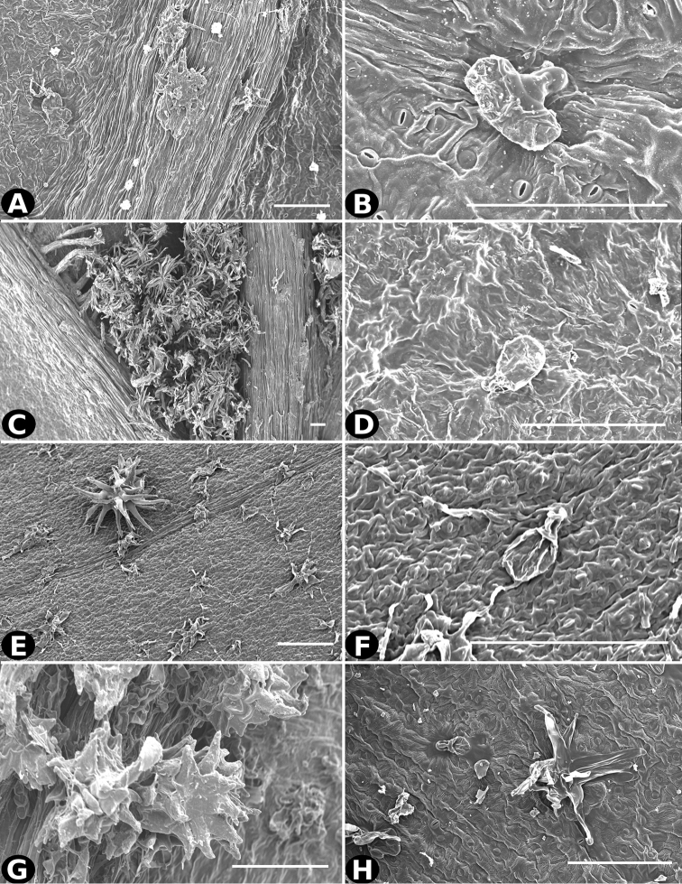 Figure 32.