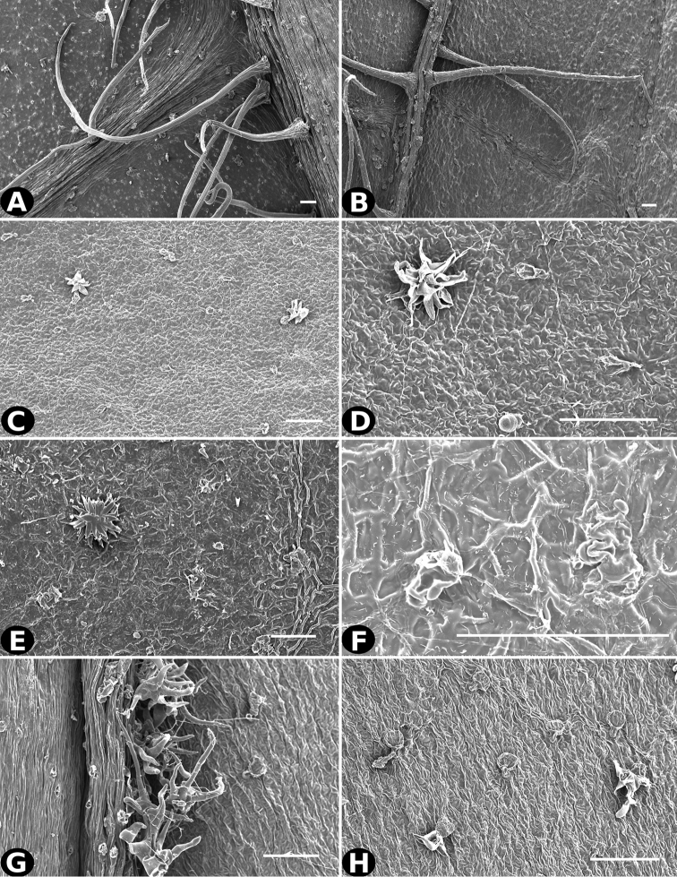 Figure 33.