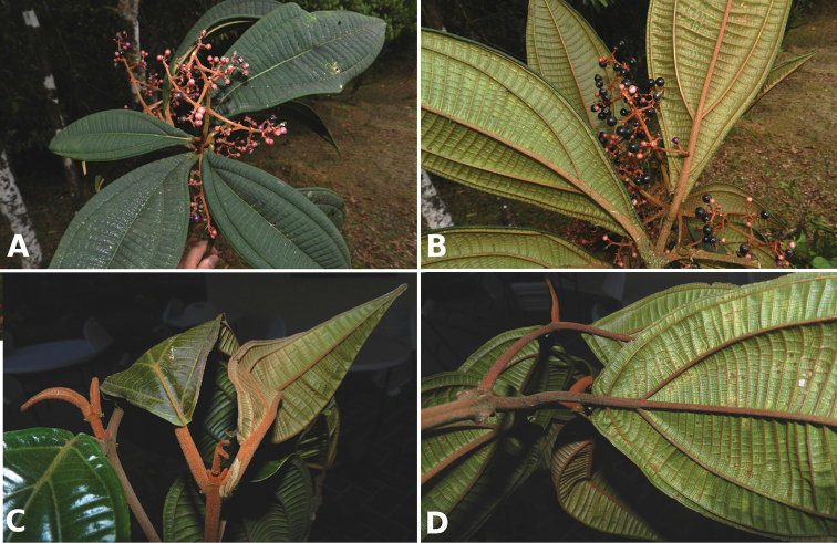 Figure 172.