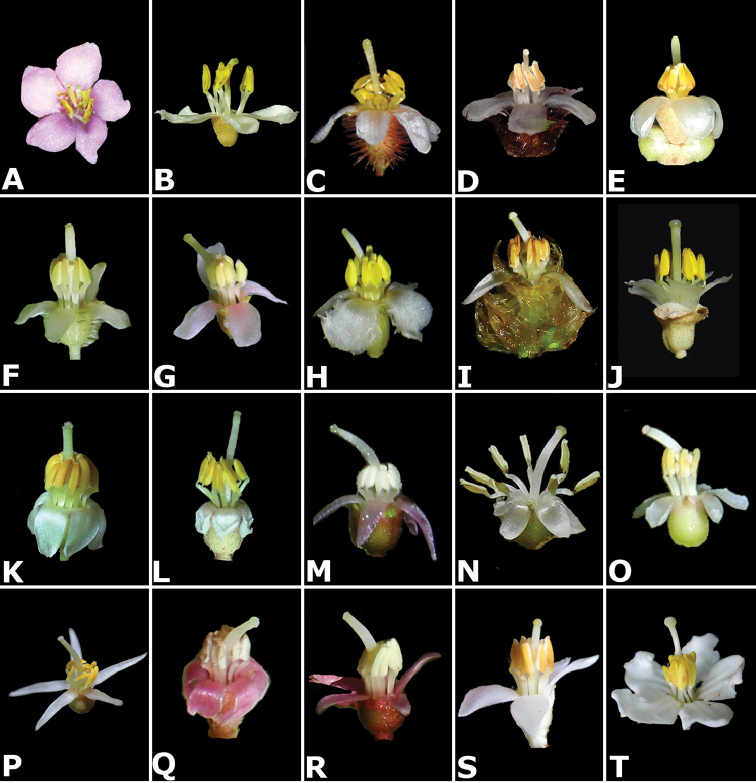 Figure 41.