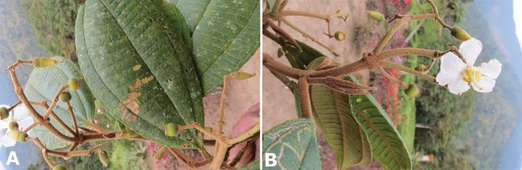 Figure 114.