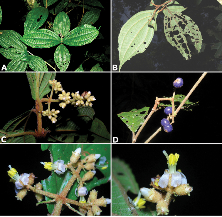 Figure 139.
