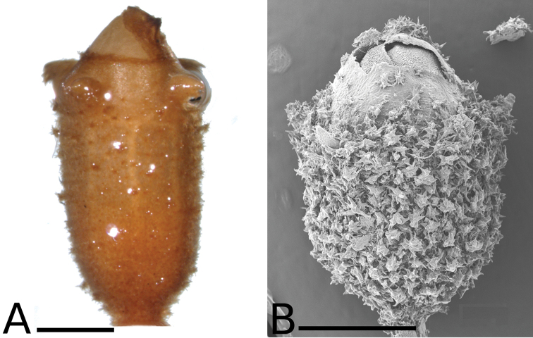 Figure 39.