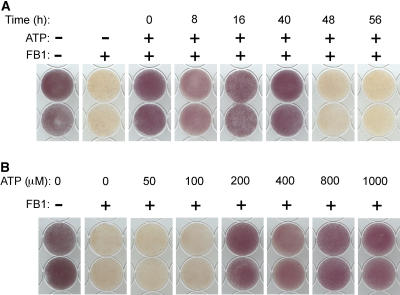 Figure 10.