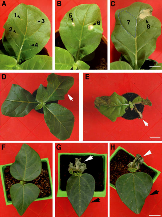 Figure 7.