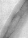 146-3