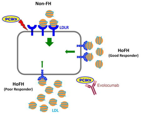 graphic file with name nihms928450u1.jpg